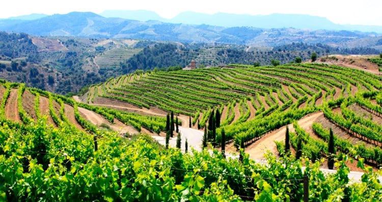 Wine Experience Center - & Wine