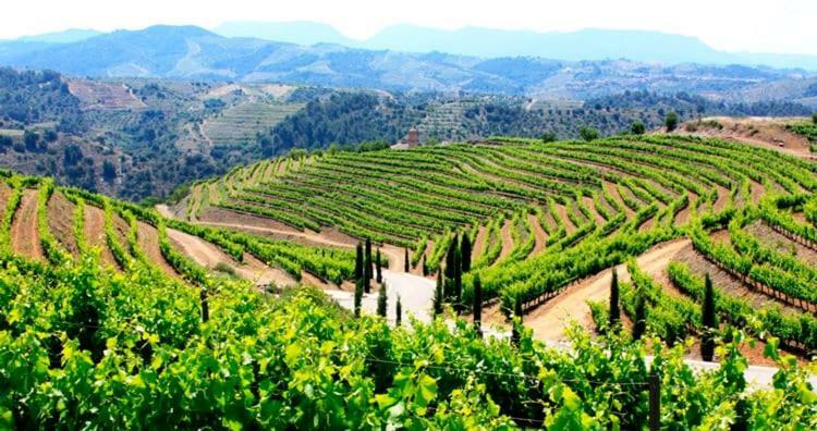 Wine Experience Center - & Wine * Salou